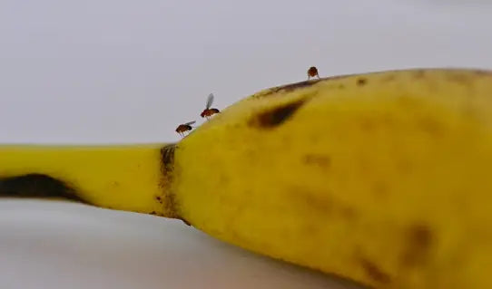 Bananflue bekæmpelse: Sådan slipper du af med dem